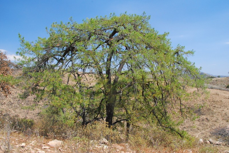 Pinus praetermissa photo 4