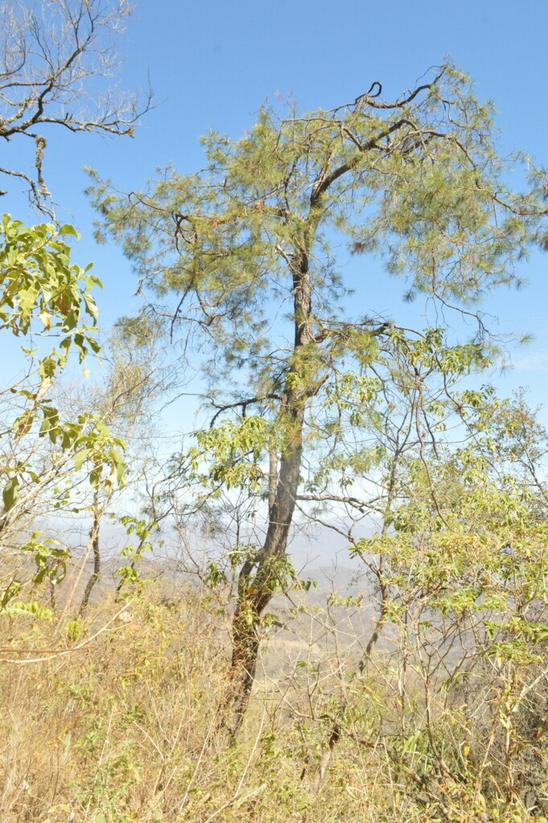 Pinus praetermissa photo 5