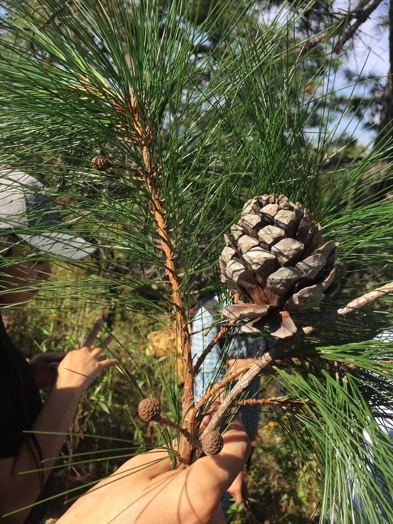 Pinus praetermissa photo 6