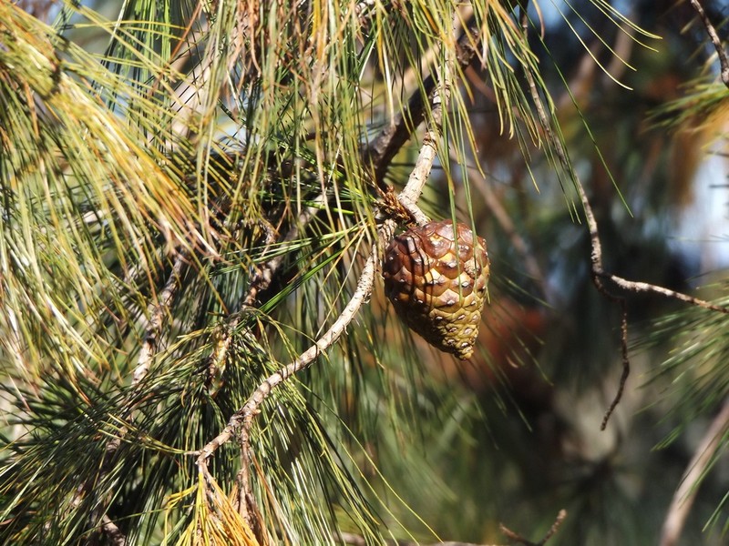 Pinus praetermissa photo 7