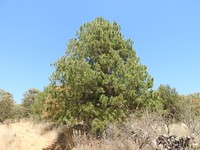 Pinus pringlei