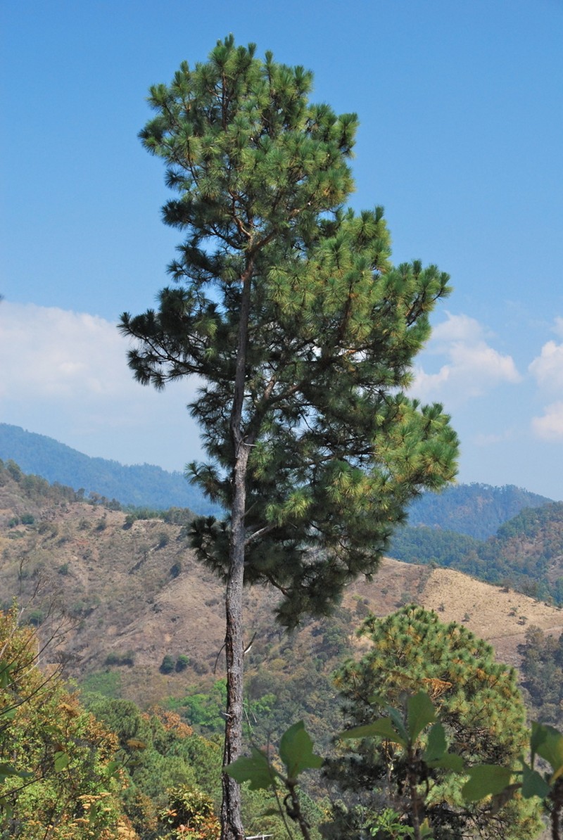 Pinus pringlei photo 2