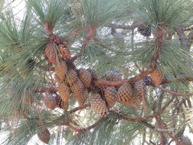 Pinus pringlei photo 3