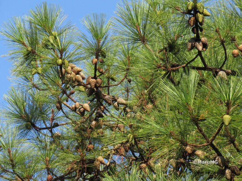 Pinus pringlei photo 4