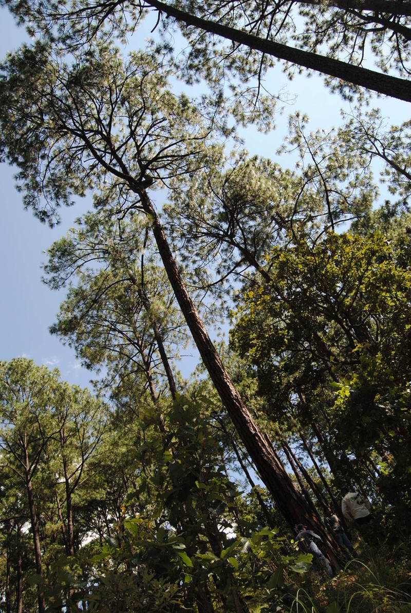 Pinus pringlei photo 5