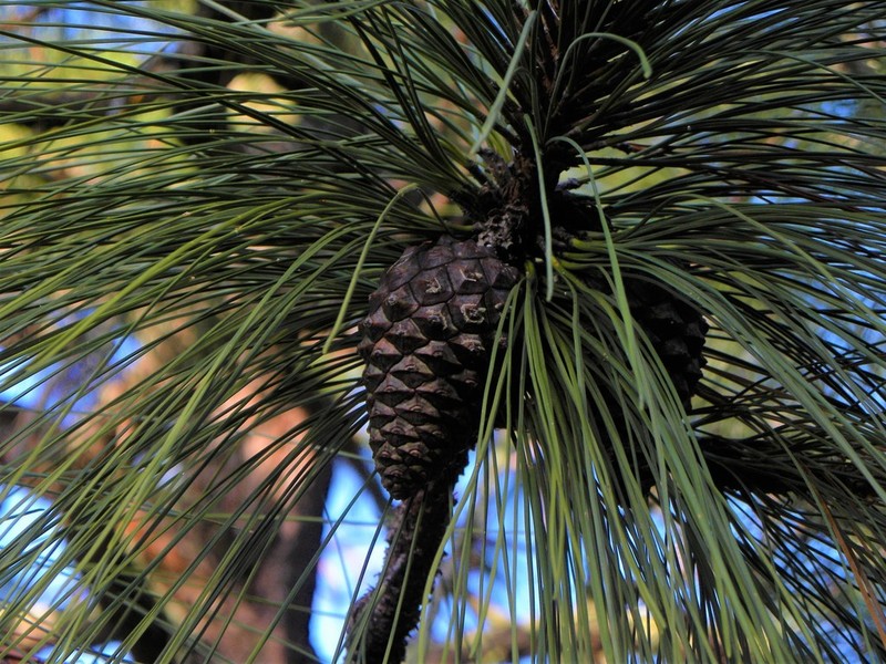 Pinus pringlei photo 6
