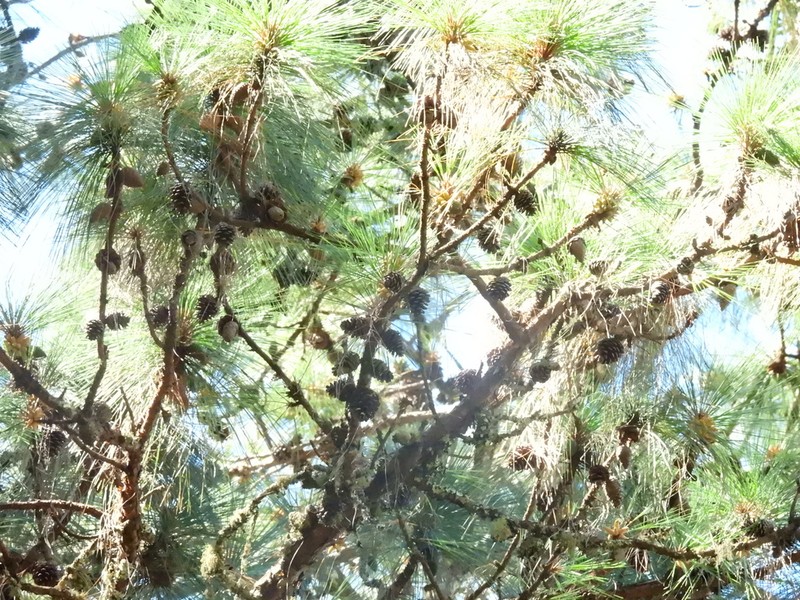 Pinus pringlei photo 7