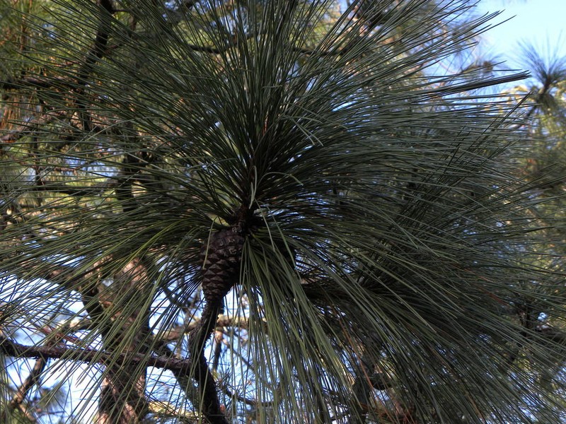 Pinus pringlei photo 8