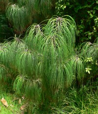 Pinus pseudostrobus