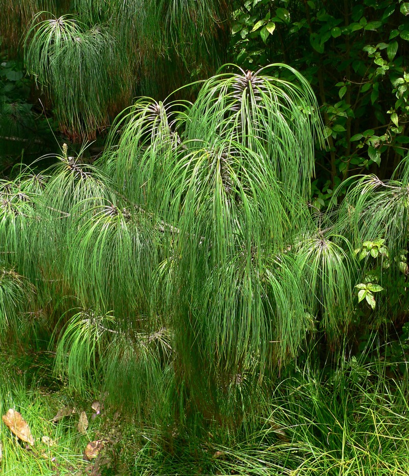 Pinus pseudostrobus