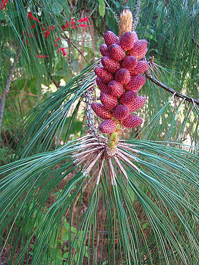 Pinus pseudostrobus photo 2