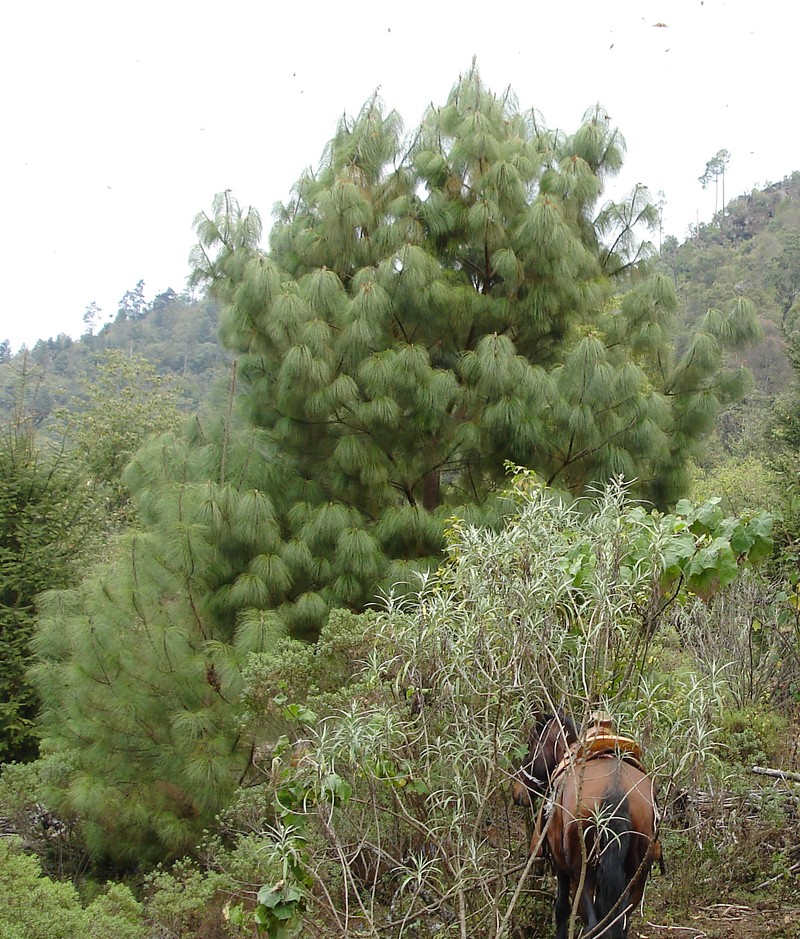 Pinus pseudostrobus photo 3