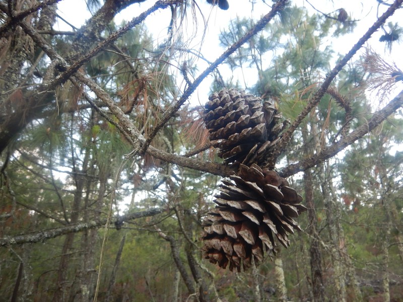 Pinus pseudostrobus photo 4