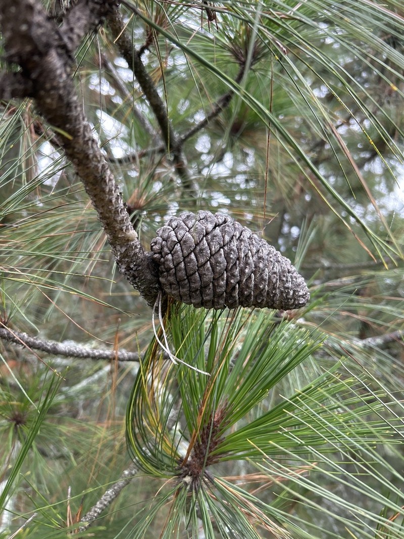 Pinus pseudostrobus photo 5