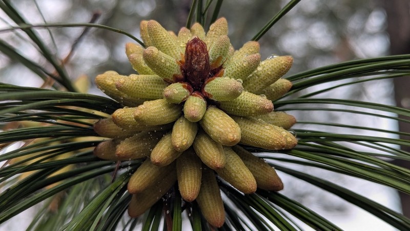 Pinus pseudostrobus photo 6
