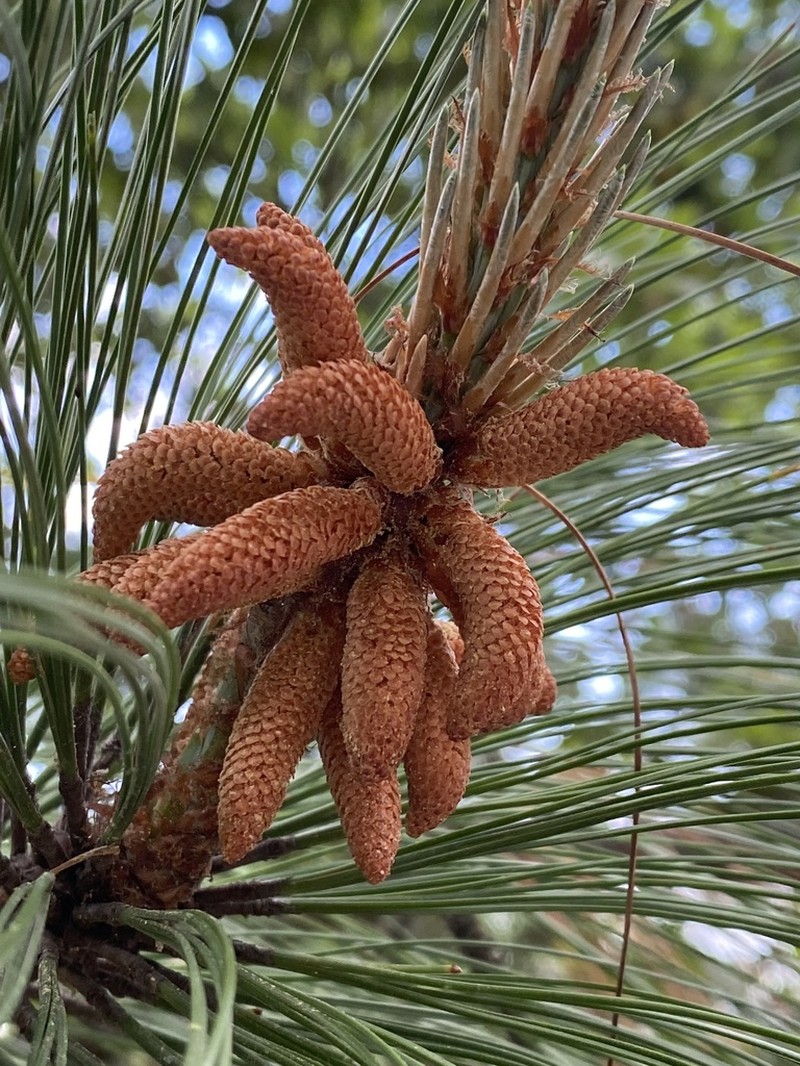 Pinus pseudostrobus photo 7