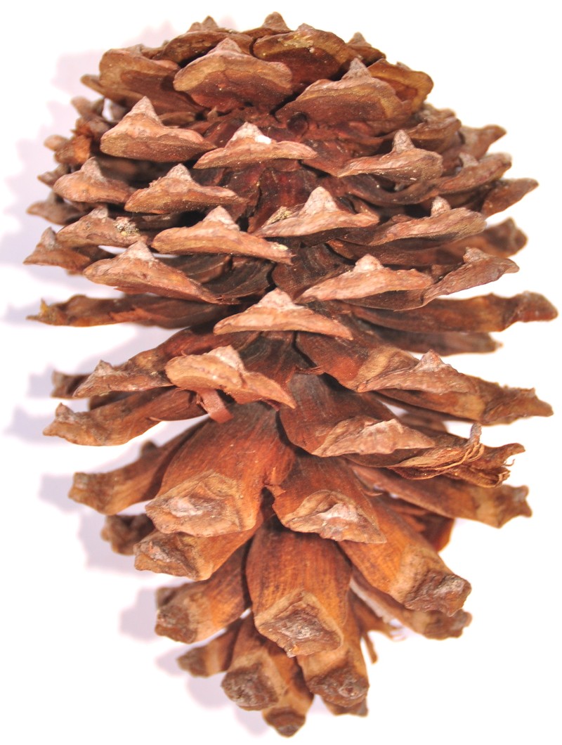 Pinus pseudostrobus f. protuberans