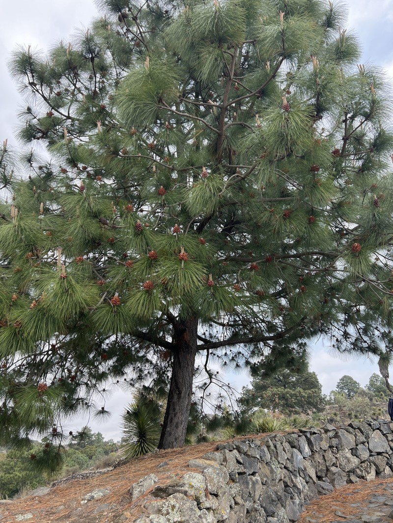 Pinus pseudostrobus var. apulcensis