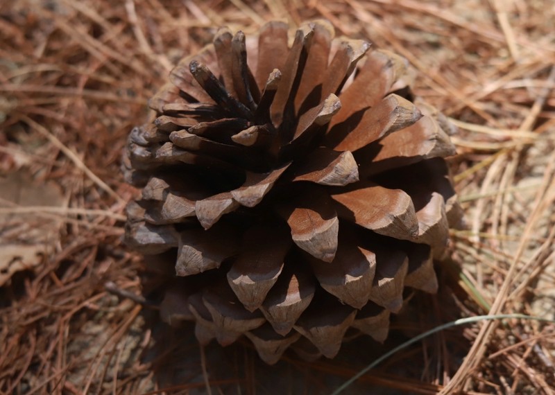 Pinus pseudostrobus var. apulcensis photo 2
