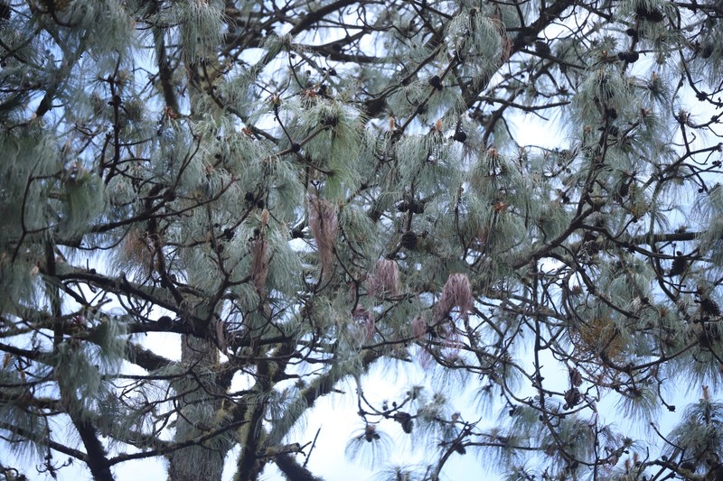Pinus pseudostrobus var. apulcensis photo 3