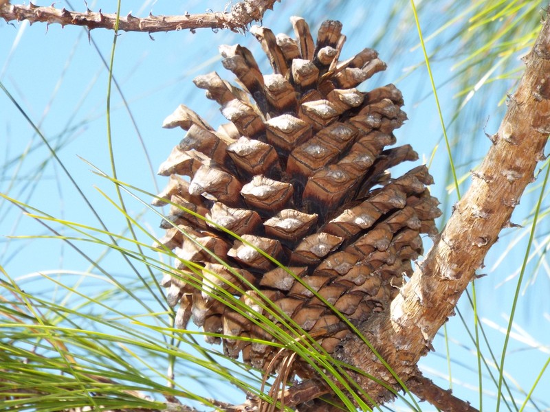 Pinus pseudostrobus var. apulcensis photo 4