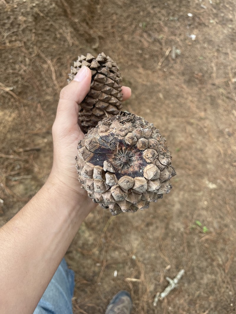 Pinus pseudostrobus var. apulcensis photo 5