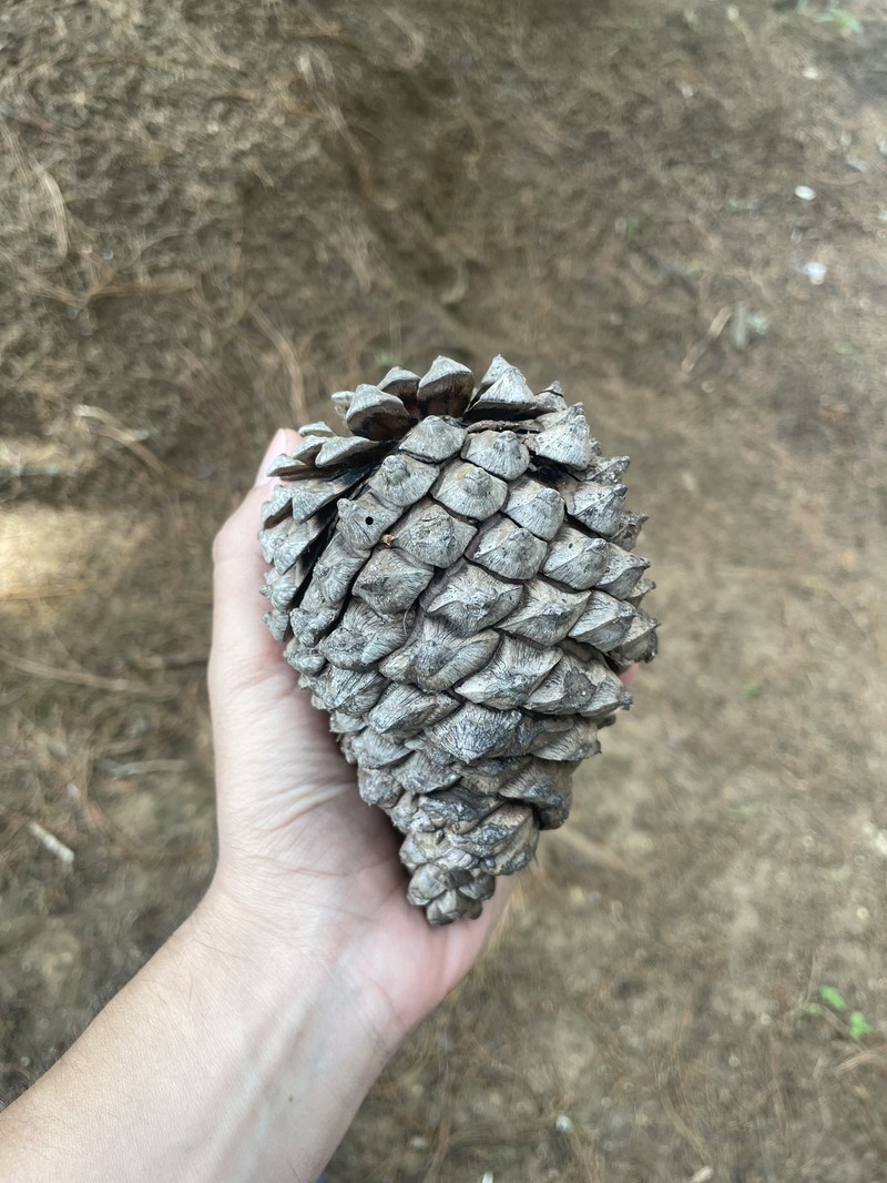 Pinus pseudostrobus var. apulcensis photo 6