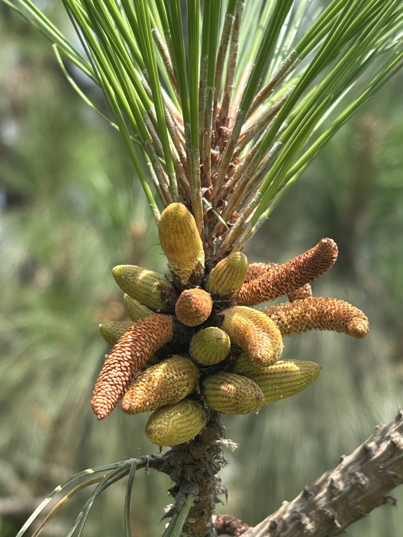 Pinus pseudostrobus var. apulcensis photo 7