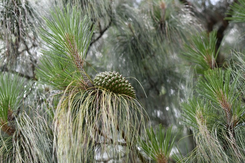 Pinus pseudostrobus var. apulcensis photo 8
