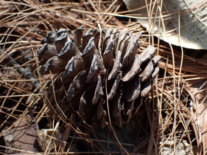 Pinus pseudostrobus var. pseudostrobus