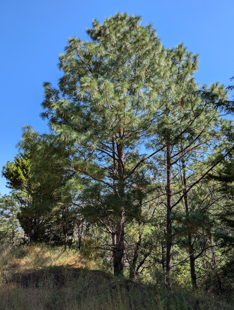 Pinus pseudostrobus var. pseudostrobus photo 2