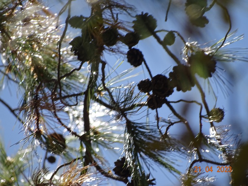 Pinus pseudostrobus var. pseudostrobus photo 3