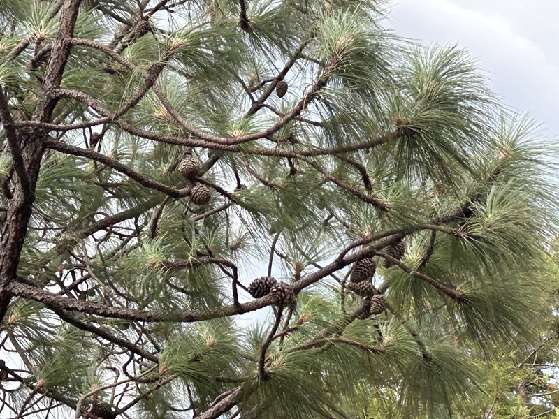 Pinus pseudostrobus var. pseudostrobus photo 4