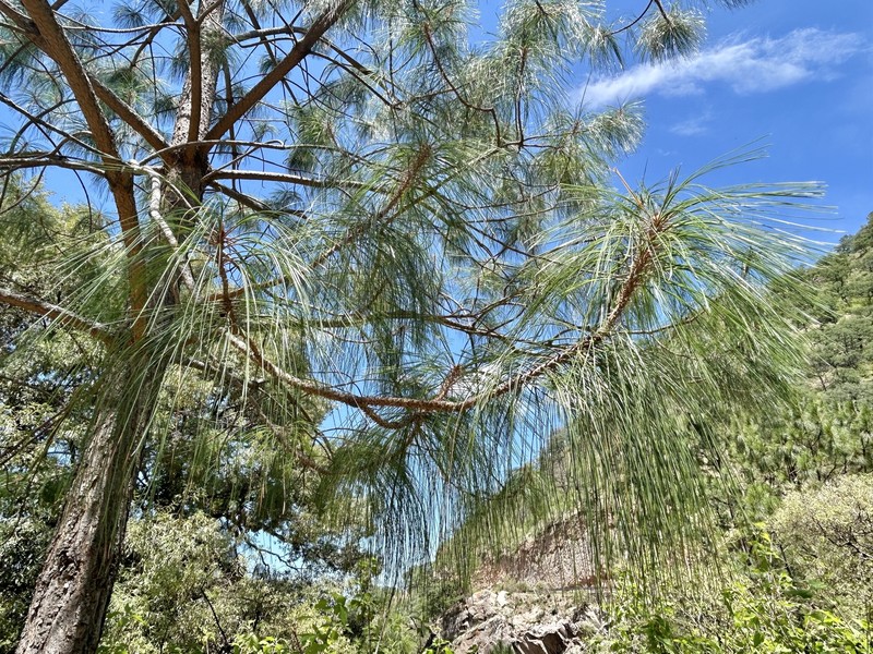 Pinus pseudostrobus var. pseudostrobus photo 5