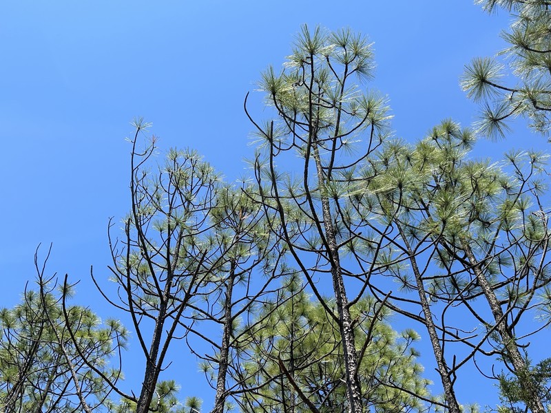 Pinus pseudostrobus var. pseudostrobus photo 6