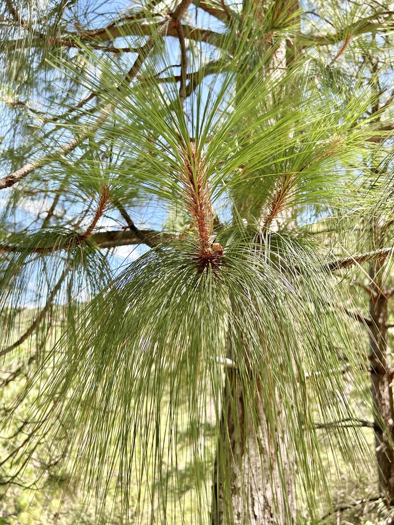 Pinus pseudostrobus var. pseudostrobus photo 7