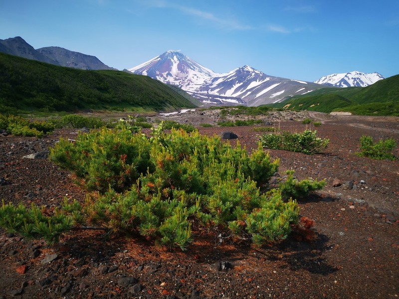 Dwarf Siberian Pine photo 6