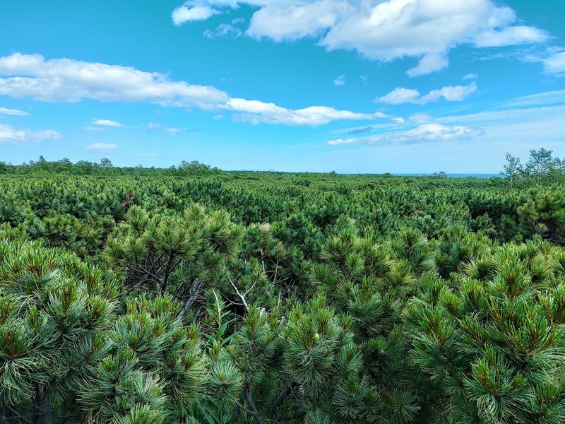 Dwarf Siberian Pine photo 7