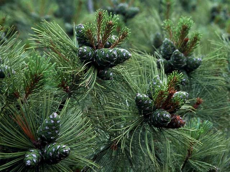 Dwarf Siberian Pine photo 2