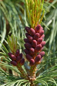 Dwarf Siberian Pine