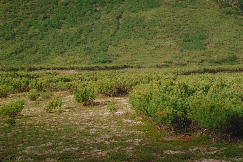 Dwarf Siberian Pine photo 3