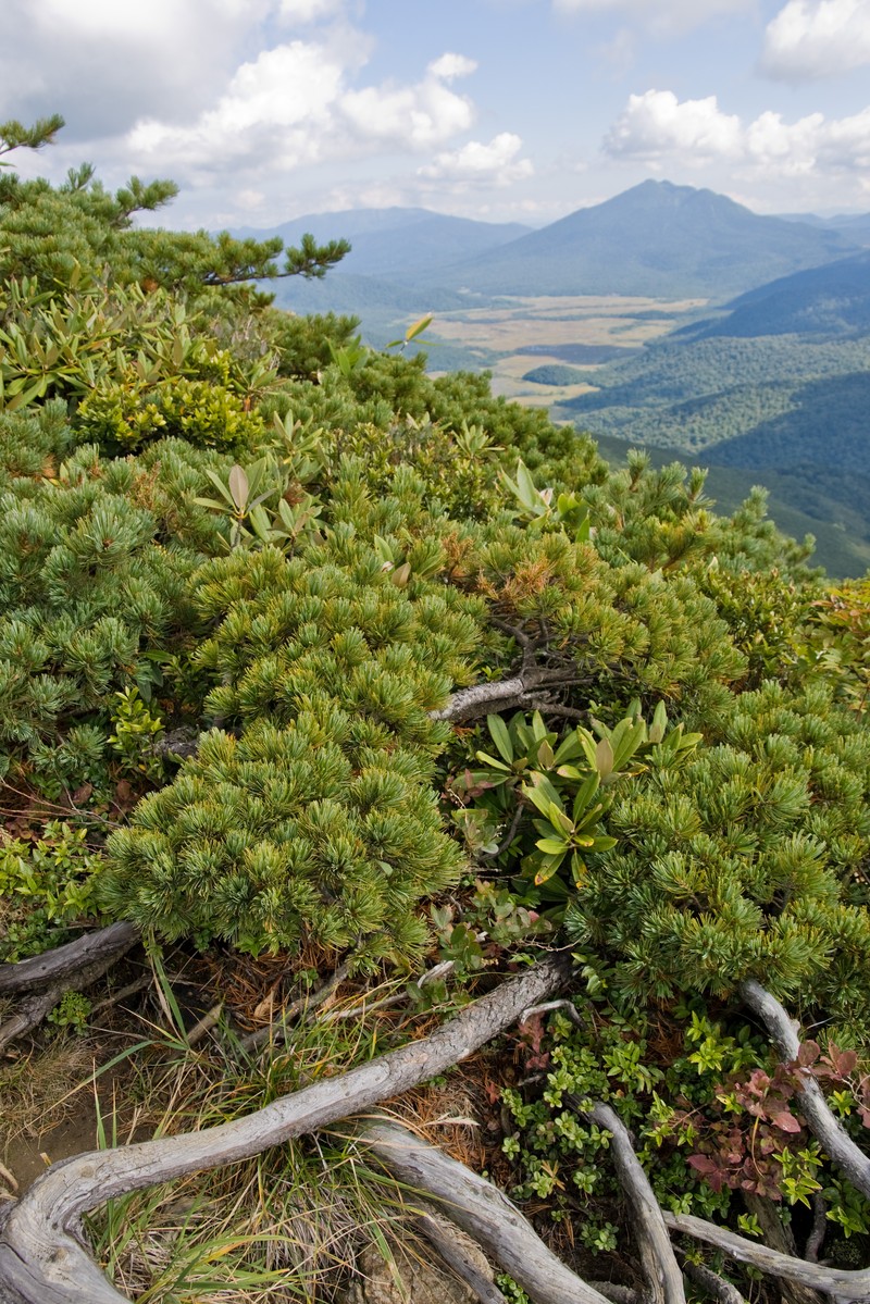 Dwarf Siberian Pine photo 4
