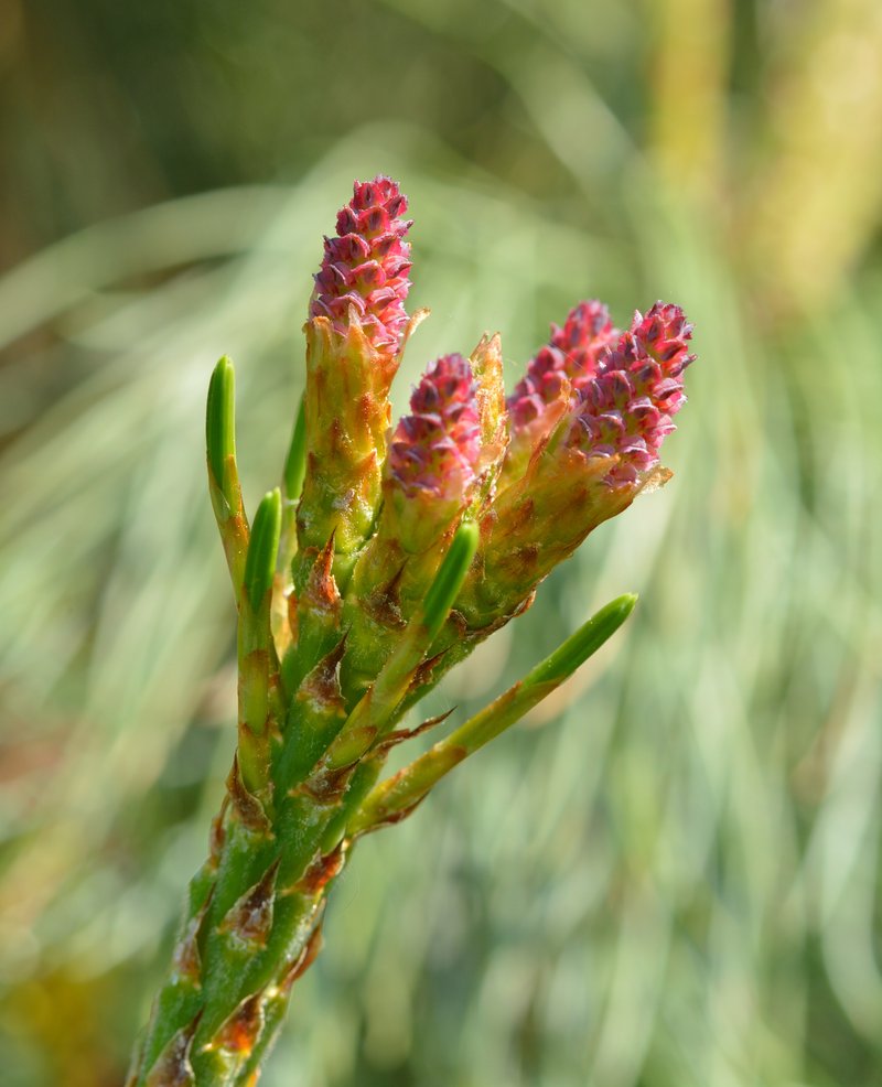 Dwarf Siberian Pine photo 5