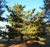 Table Mountain Pine