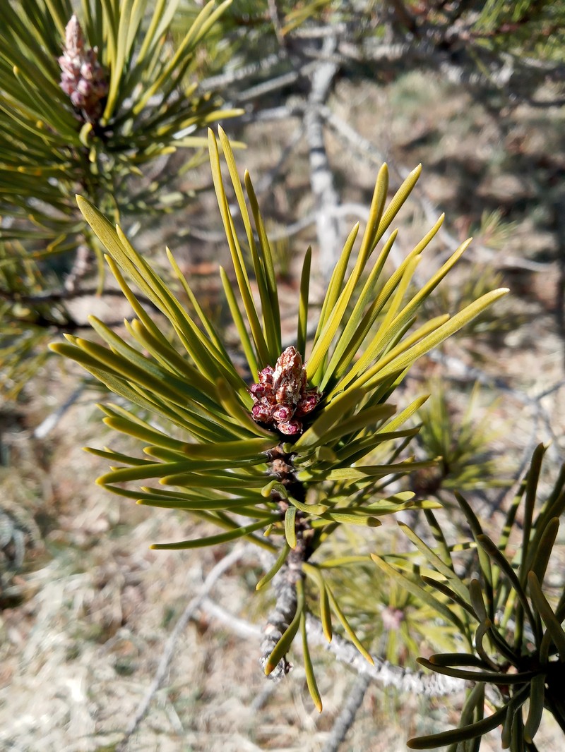 Table Mountain Pine photo 4
