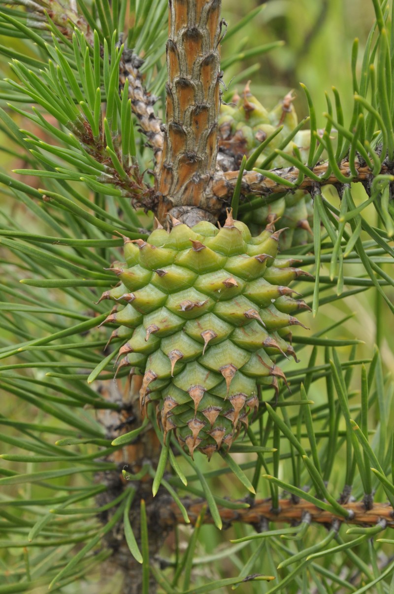 Table Mountain Pine photo 8