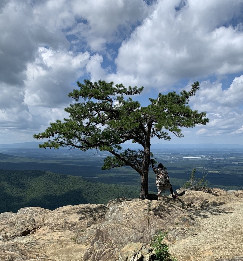 Table Mountain Pine photo 5