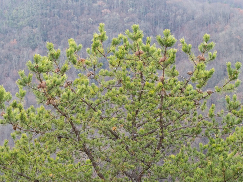 Table Mountain Pine photo 7
