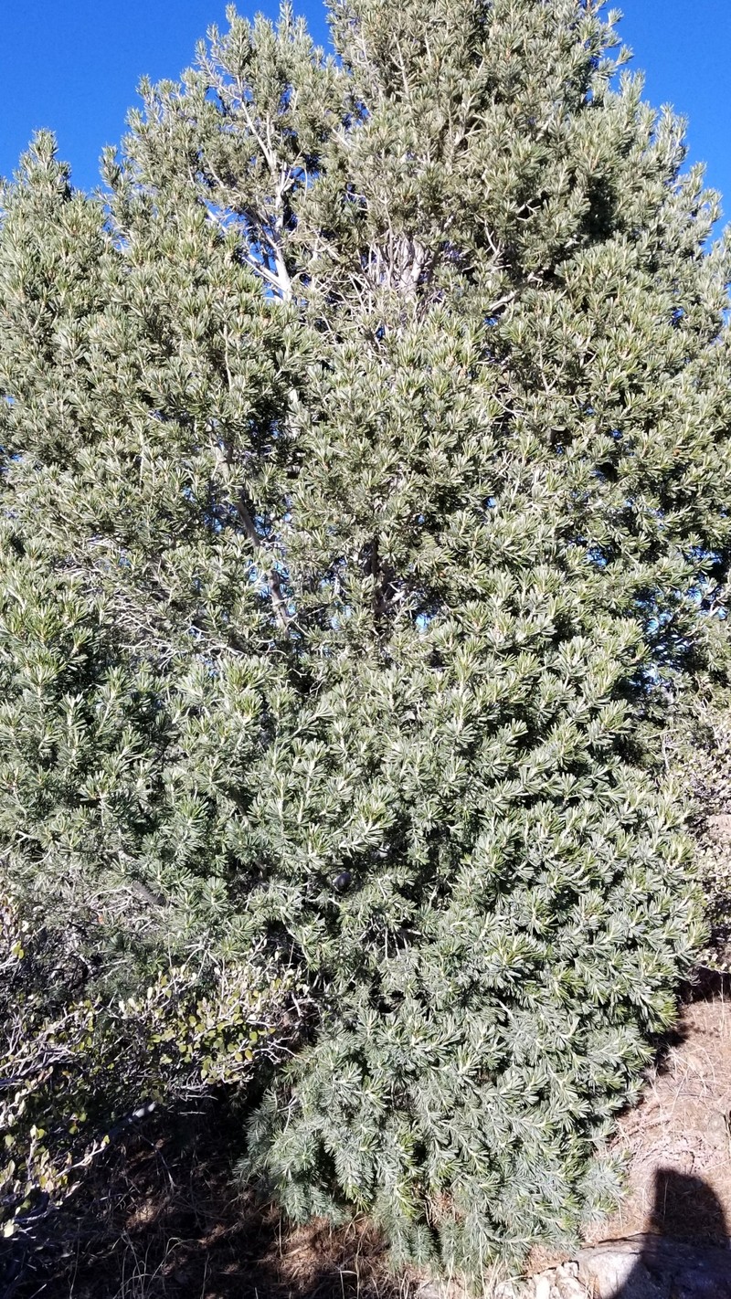 Parry Pinyon photo 5