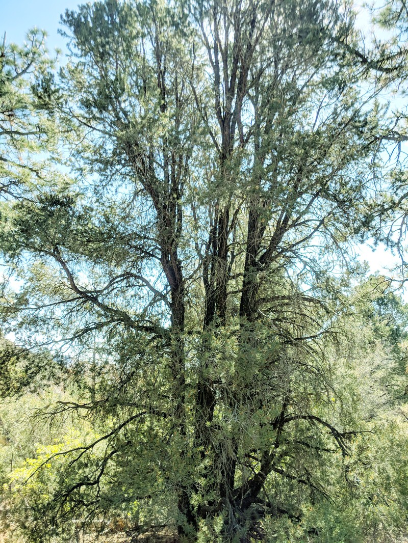 Parry Pinyon photo 6